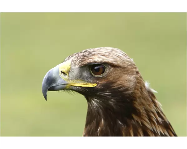 Golden Eagle - Aviemore - Scotland