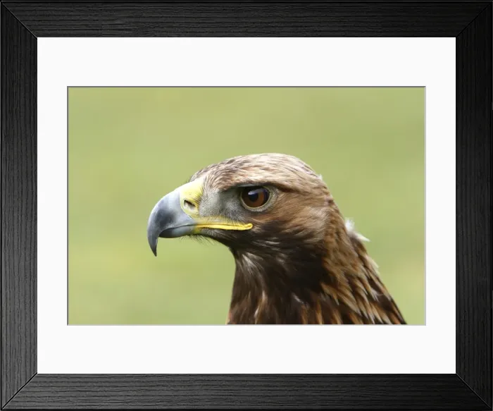 Framed Print : Golden Eagle - Aviemore - Scotland Framed Print : Golden Eagle - Aviemore - Scotland