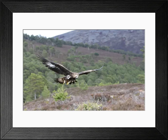 Framed Print : Golden Eagle - Scottish Moor - Aviemore - Scotland Framed Print : Golden Eagle - Scottish Moor - Aviemore - Scotland