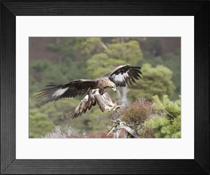 Framed Print : Golden Eagle. Scottish Moor - Aviemore - Scotland Framed Print : Golden Eagle. Scottish Moor - Aviemore - Scotland