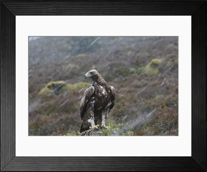 Framed Print : Golden Eagle - in rain. Scottish Moor - Aviemore - Scotland Framed Print : Golden Eagle - in rain. Scottish Moor - Aviemore - Scotland