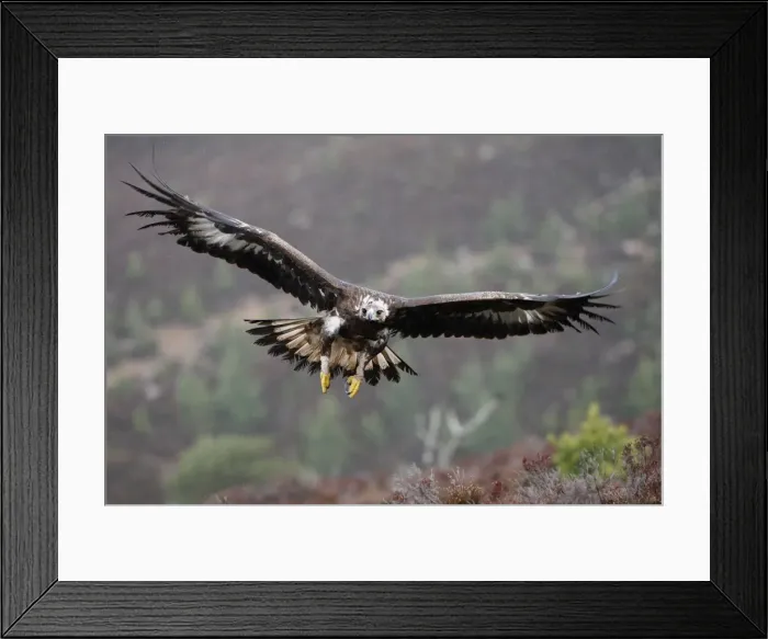 Framed Print : Golden Eagle - in flight. Scottish Moor - Aviemore - Scotland Framed Print : Golden Eagle - in flight. Scottish Moor - Aviemore - Scotland