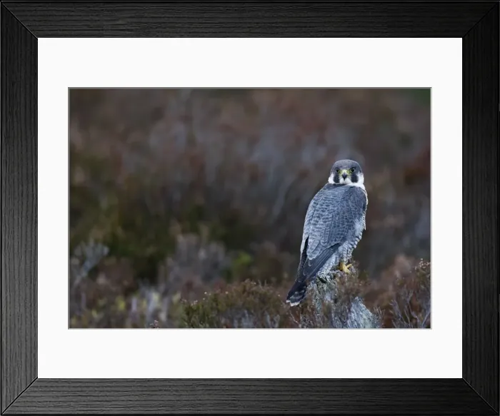 Framed Print : Pergrine Falcon. Scottish Moor - Aviemore - Scotland Framed Print : Pergrine Falcon. Scottish Moor - Aviemore - Scotland