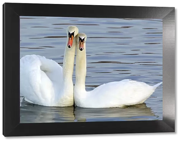 Mute Swan - Courtship display - Caerlaverock WWT BI020629