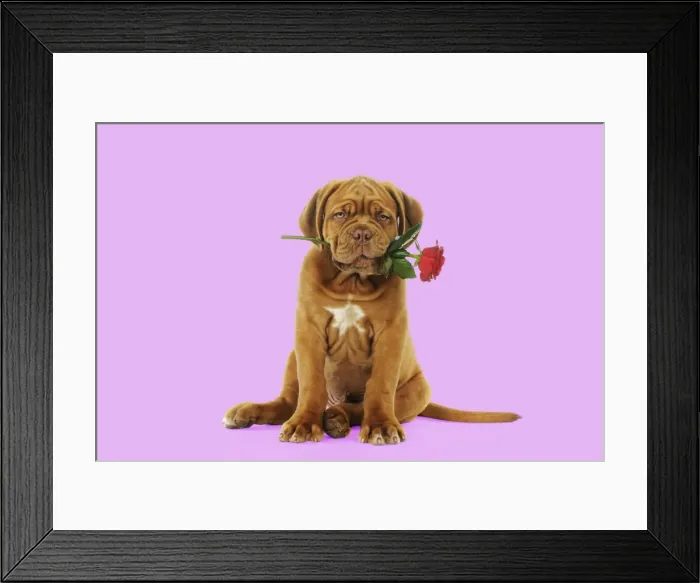 Framed Print : DOG. Dogue de bordeaux puppy sitting down holding a rose Digital Manipulation: Background white to pink Framed Print : DOG. Dogue de bordeaux puppy sitting down holding a rose Digital Manipulation: Background white to pink