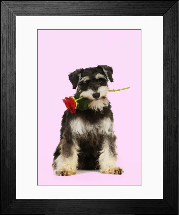 Framed Print : DOG. Schnauzer holding rose Digital Manipulation: background white to pink Framed Print : DOG. Schnauzer holding rose Digital Manipulation: background white to pink