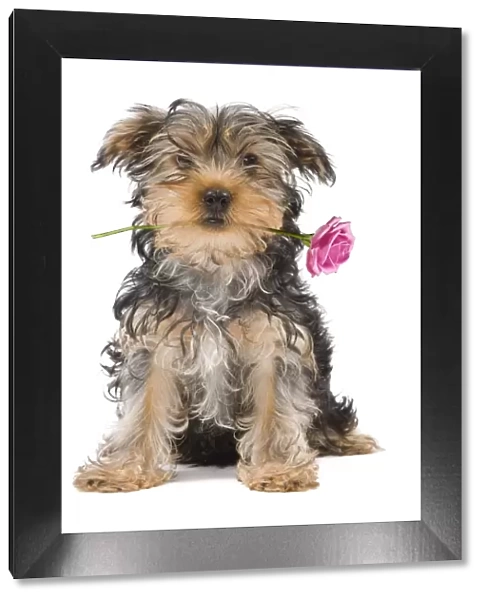 Dog - Yorkshire Terrier holdng rose in mouth Digital Manipulation: Rose (Su)