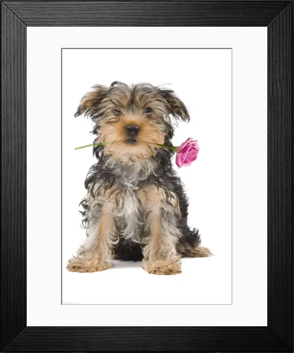 Framed Print : Dog - Yorkshire Terrier holdng rose in mouth Digital Manipulation: Rose (Su) Framed Print : Dog - Yorkshire Terrier holdng rose in mouth Digital Manipulation: Rose (Su)