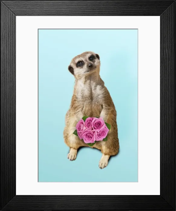 Framed Print : Meerkat / Suricate - holding a bunch of roses Digital Manipulation: flowers (Su) - background Framed Print : Meerkat / Suricate - holding a bunch of roses Digital Manipulation: flowers (Su) - background