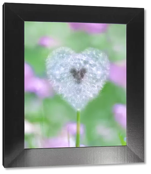Dandelion seed head - UK garden Manipulated image: shape of seed head changed into a heart and background colours changed