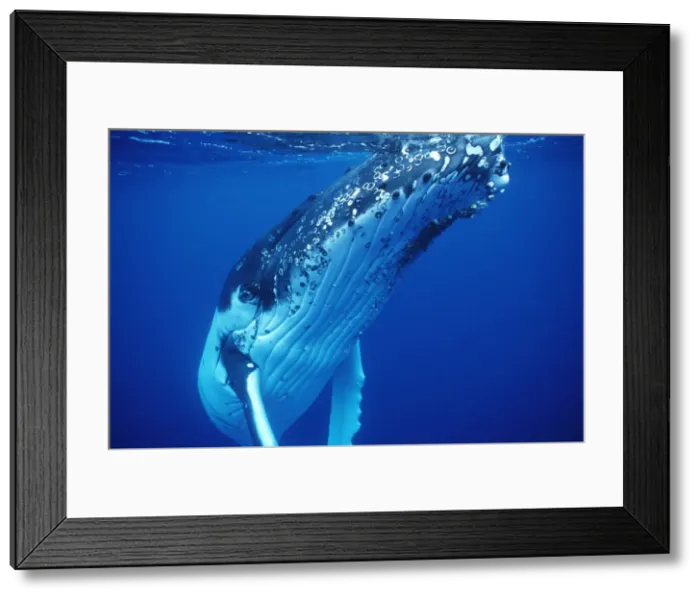 Framed Print : Humpback Whale FG 12432 Swimming underwater - Tonga, South Pacific Megaptera novaeangliae © Francois Gohier / ardea. com Framed Print : Humpback Whale FG 12432 Swimming underwater - Tonga, South Pacific Megaptera novaeangliae © Francois Gohier / ardea. com