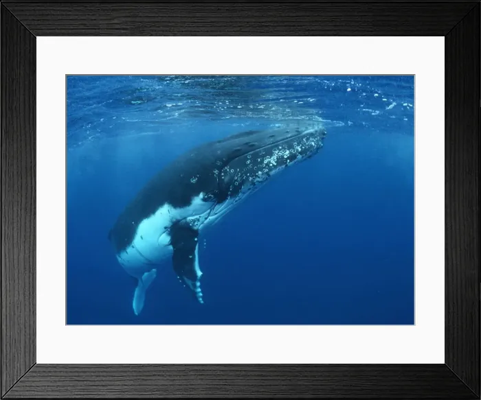 Framed Print : Humpback Whale FG 12436 Swimming underwater - Tonga, South Pacific Megaptera novaeangliae © Francois Gohier / ardea. com Framed Print : Humpback Whale FG 12436 Swimming underwater - Tonga, South Pacific Megaptera novaeangliae © Francois Gohier / ardea. com