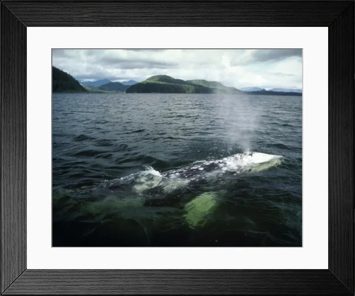 Framed Print : Grey Whale - surfacing - Vancouver Island - B. C. Canada AU-1485 Framed Print : Grey Whale - surfacing - Vancouver Island - B. C. Canada AU-1485