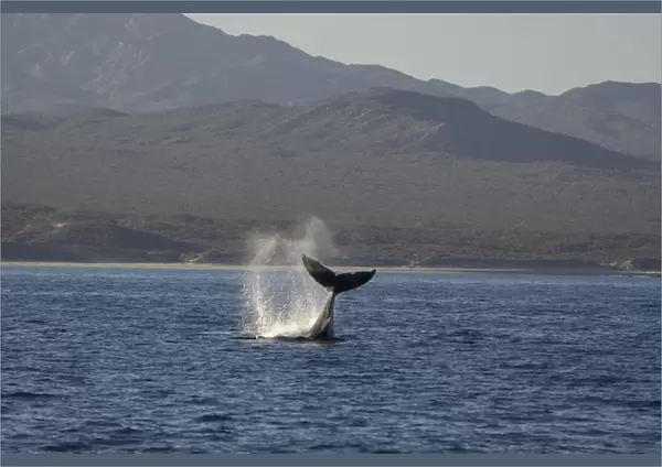 Humpback Whale - fluking - Sea of Cortez - Baja California - Mexico