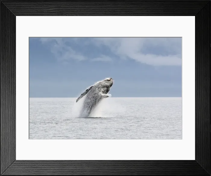 Framed Print : Humpback whale - Breaching - The whale is leaping into the air rotating and landing on its back or side to create a chin-slap - inside Passage - Alaska Framed Print : Humpback whale - Breaching - The whale is leaping into the air rotating and landing on its back or side to create a chin-slap - inside Passage - Alaska
