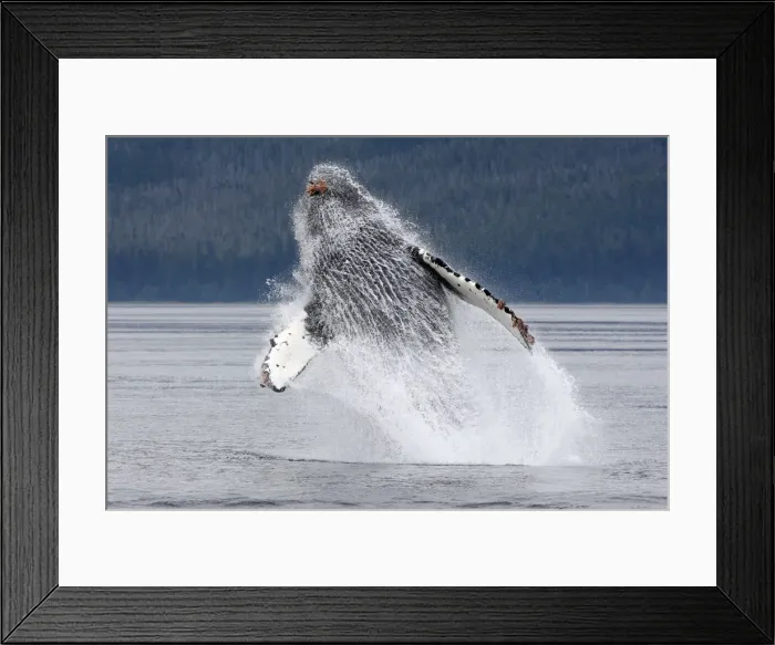 Framed Print : Humpback whale - Breaching - The whale is leaping into the air rotating and landing on its back or side to create a chin-slap - inside Passage - Alaska Framed Print : Humpback whale - Breaching - The whale is leaping into the air rotating and landing on its back or side to create a chin-slap - inside Passage - Alaska