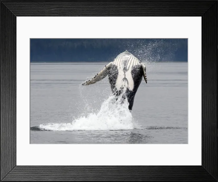 Framed Print : Humpback whale - Breaching - The whale is leaping into the air rotating and landing on its back or side to create a chin-slap - inside Passage - Alaska Framed Print : Humpback whale - Breaching - The whale is leaping into the air rotating and landing on its back or side to create a chin-slap - inside Passage - Alaska