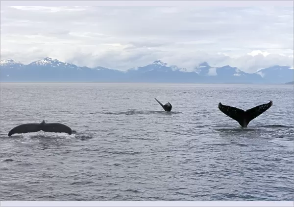 Humpback Whale - inside Passage - Alaska