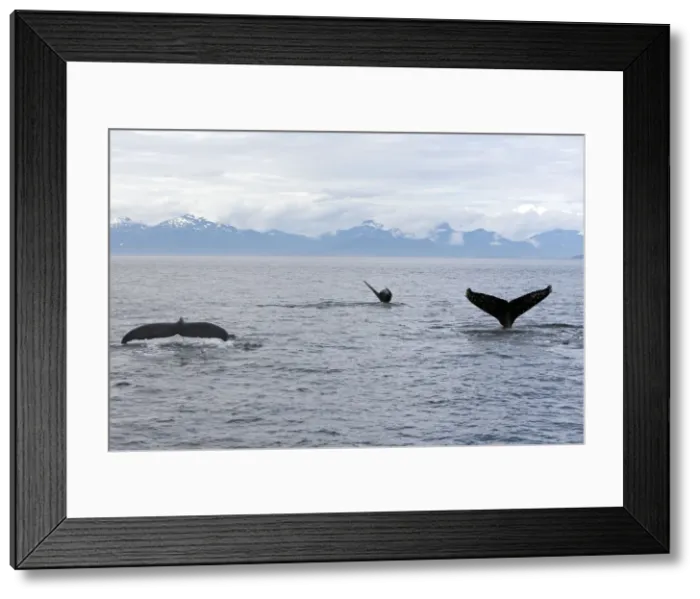 Framed Print : Humpback Whale - inside Passage - Alaska Framed Print : Humpback Whale - inside Passage - Alaska