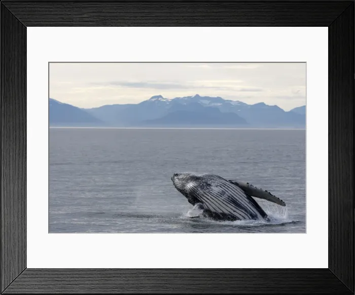 Framed Print : Humpback Whale - Breaching - The whale is leaping into the air rotating and landing on its back or side to create a chin-slap - inside Passage - Alaska Framed Print : Humpback Whale - Breaching - The whale is leaping into the air rotating and landing on its back or side to create a chin-slap - inside Passage - Alaska