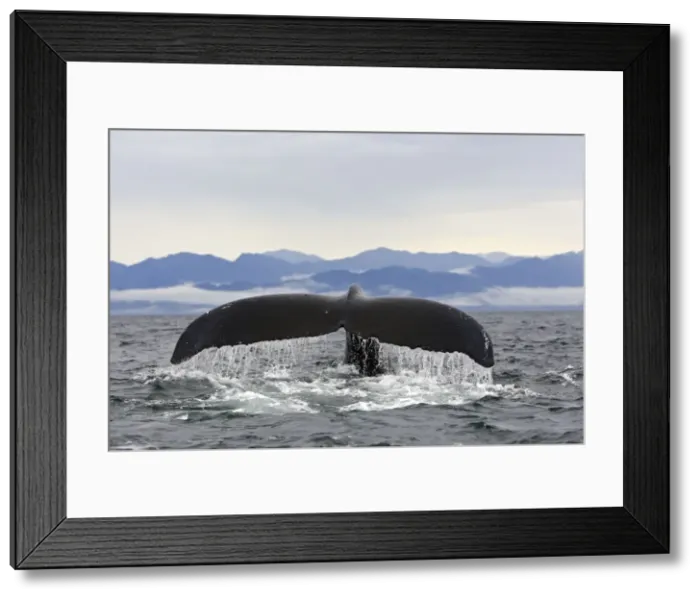 Framed Print : Humpback Whale - Caudal fin - Inside Passage - Alaska Framed Print : Humpback Whale - Caudal fin - Inside Passage - Alaska
