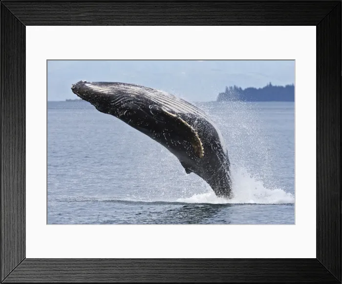 Framed Print : Humpback whale - Breaching - The whale is leaping into the air rotating and landing on its back or side to create a chin-slap - Frederick sound - inside Passage - Alaska Framed Print : Humpback whale - Breaching - The whale is leaping into the air rotating and landing on its back or side to create a chin-slap - Frederick sound - inside Passage - Alaska