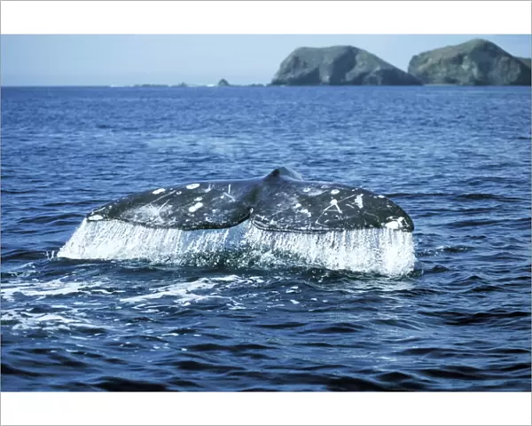 Grey Whale WAT 6202 Tail Eschrichtius robustus © M. Watson  /  ardea. com