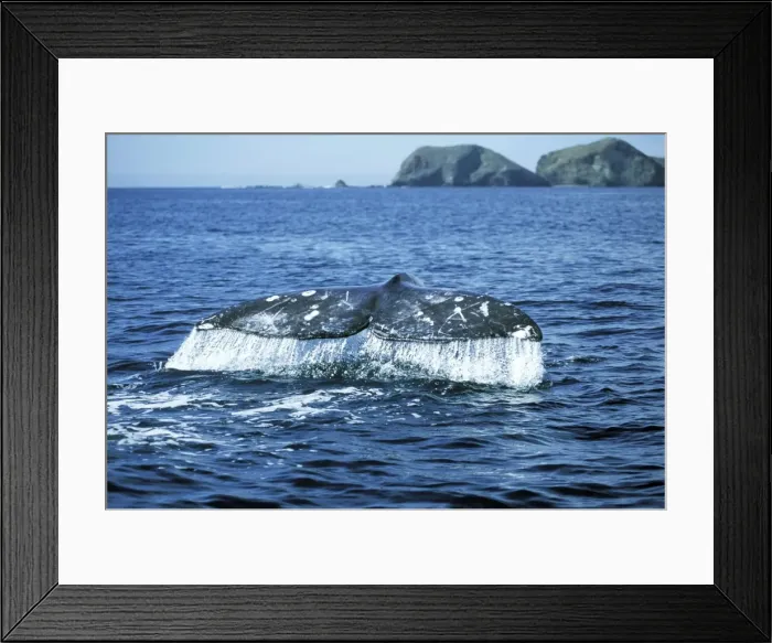Framed Print : Grey Whale WAT 6202 Tail Eschrichtius robustus © M. Watson / ardea. com Framed Print : Grey Whale WAT 6202 Tail Eschrichtius robustus © M. Watson / ardea. com