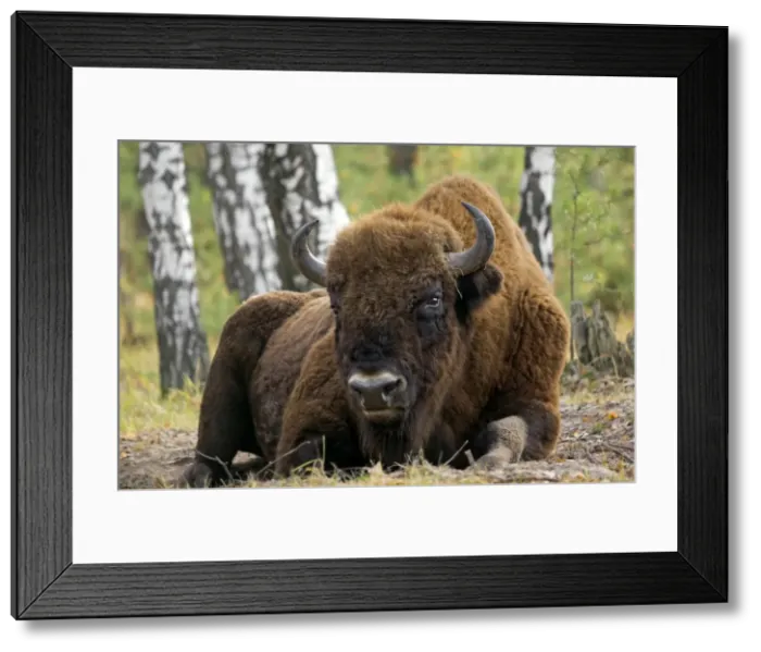 Framed Print : European Bison - a huge adult male bull lying down - part of a larger herd living wild in a mixed forest of Okskii Wildlife Reserve - near Ryazan - central Russia - autumn - September Ok39. 1538