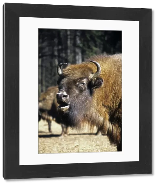 European Bison - adult female grazes with others in a herd - Bialowieza Nature Park - Belorussia - Spring Bl31. 0542