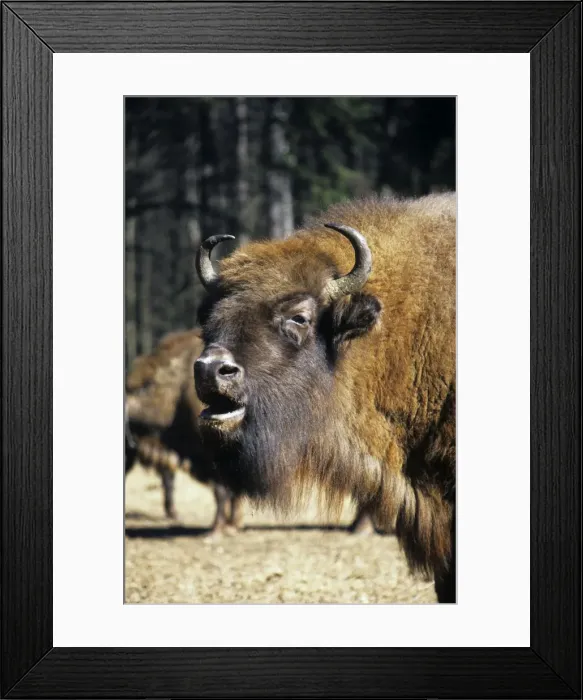 Framed Print : European Bison - adult female grazes with others in a herd - Bialowieza Nature Park - Belorussia - Spring Bl31. 0542