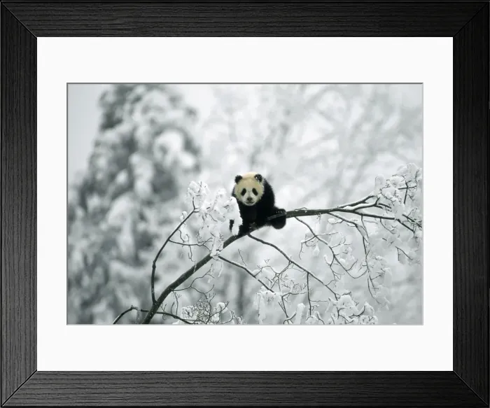 Framed Print : Giant Panda - Qinling mountains Shaanxi China Framed Print : Giant Panda - Qinling mountains Shaanxi China