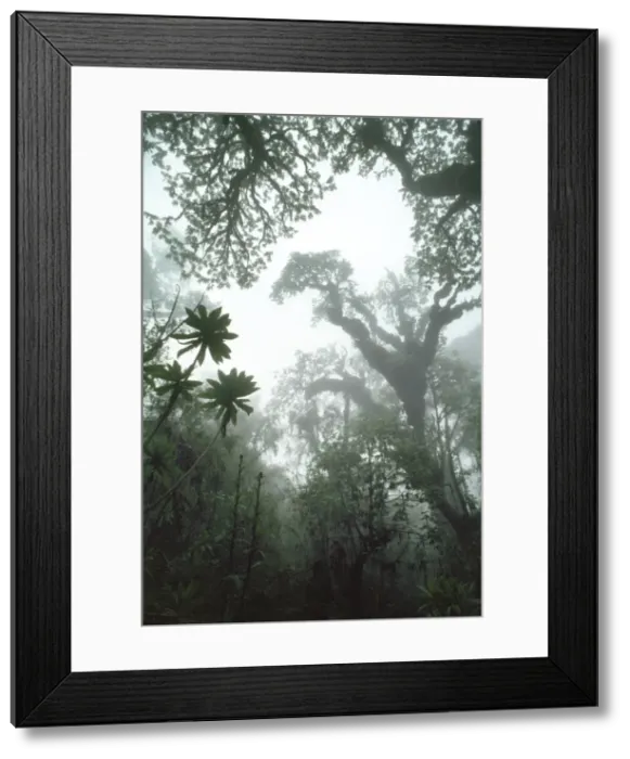 Framed Print : Hagenia Forest, Mountain Gorilla Habitat (Gorilla gorilla beringei), Virunga Volcanoes, Rwanda, Africa Framed Print : Hagenia Forest, Mountain Gorilla Habitat (Gorilla gorilla beringei), Virunga Volcanoes, Rwanda, Africa