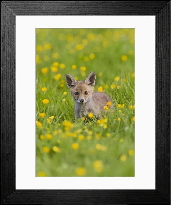 Framed Print : Red Fox - cub in buttercup meadow - controlled conditions 12761 Framed Print : Red Fox - cub in buttercup meadow - controlled conditions 12761