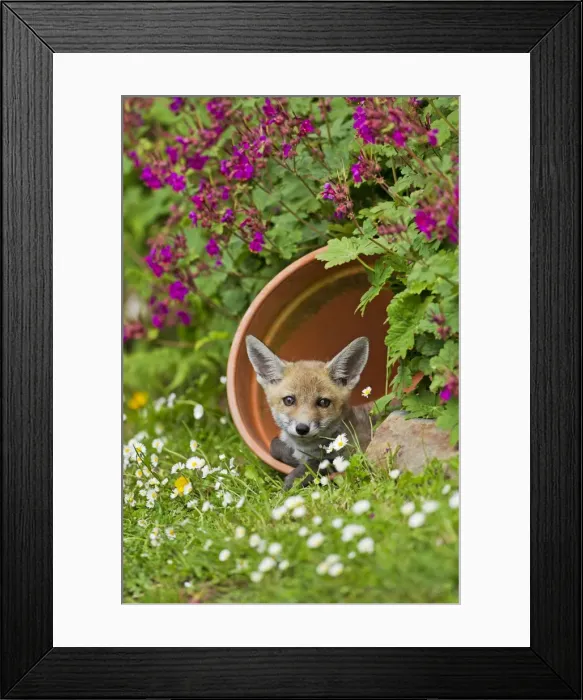 Framed Print : Red Fox - cub in flower pot - controlled conditions 128549 Framed Print : Red Fox - cub in flower pot - controlled conditions 128549