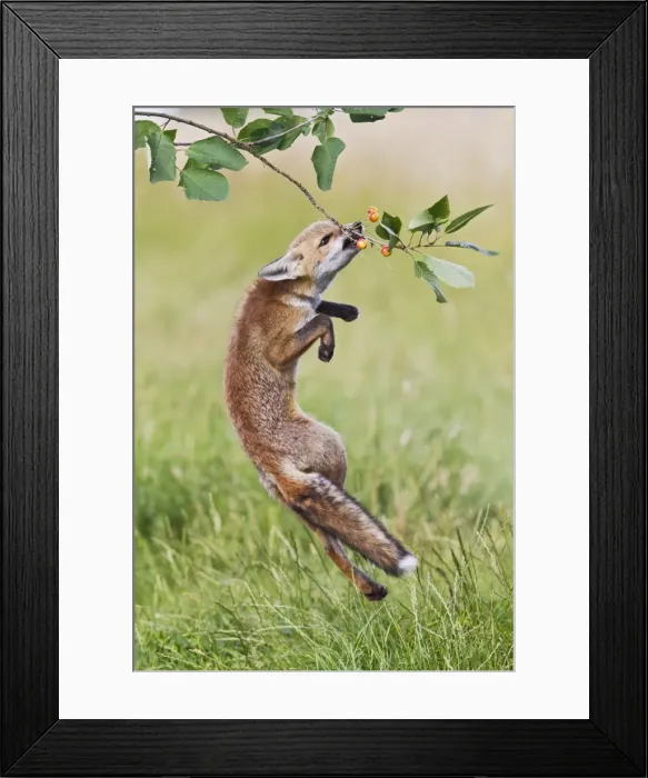 Framed Print : Red Fox - cub jumping to take cherries from tree - controlled conditions 14222 Framed Print : Red Fox - cub jumping to take cherries from tree - controlled conditions 14222