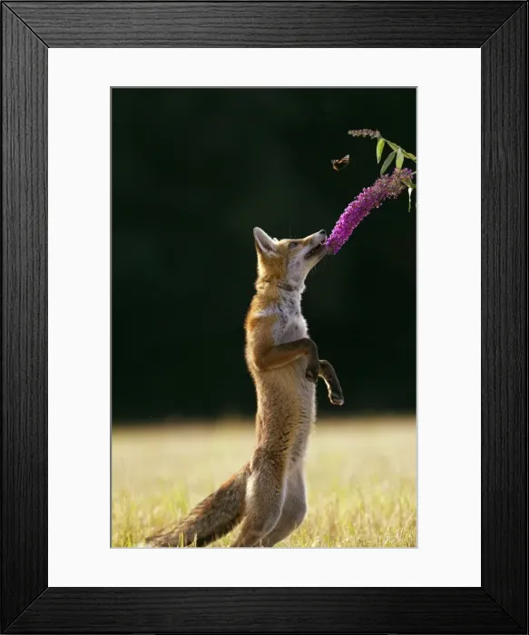 Framed Print : Red Fox - cub jumping for butterfly - controlled conditions 14244 Framed Print : Red Fox - cub jumping for butterfly - controlled conditions 14244