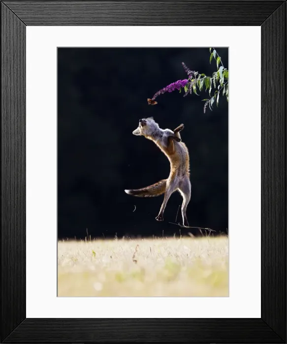 Framed Print : Red Fox - cub jumping for butterfly - controlled conditions 14271 Framed Print : Red Fox - cub jumping for butterfly - controlled conditions 14271