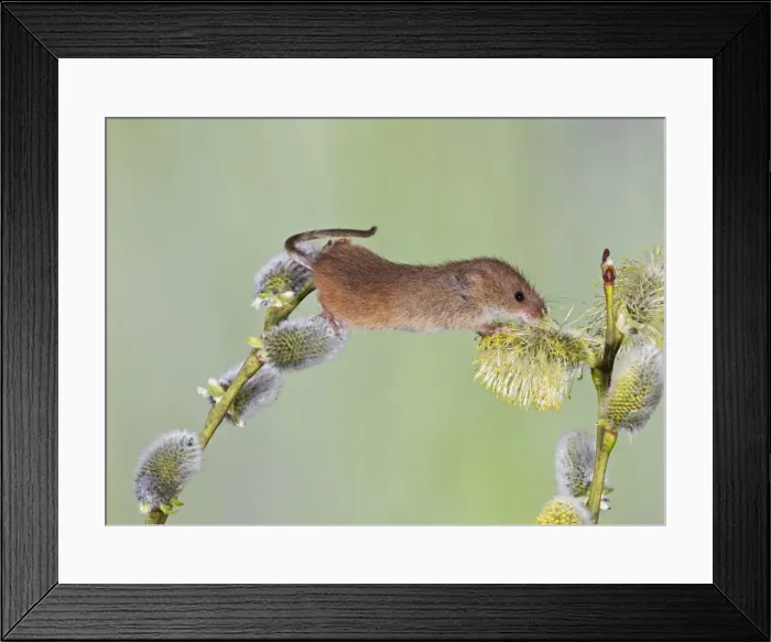 Framed Print : Harvest Mouse - on pussy willow - controlled conditions 12494 Framed Print : Harvest Mouse - on pussy willow - controlled conditions 12494