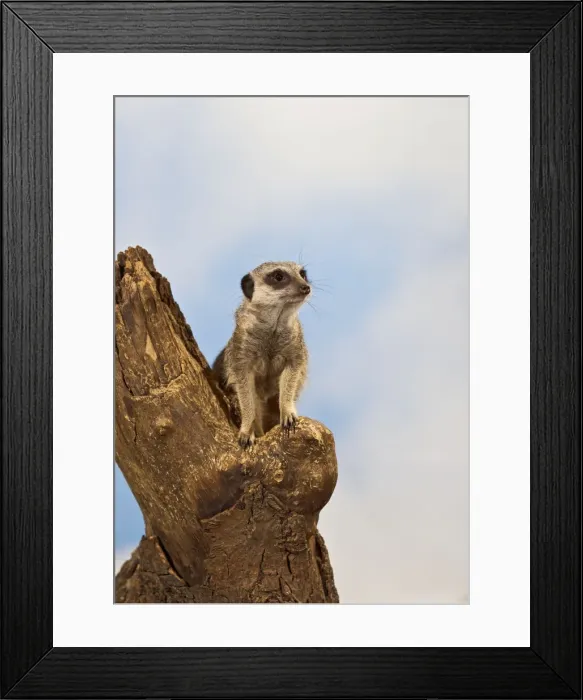 Framed Print : Meercat - adult on look out stump - controlled conditions 13149 Framed Print : Meercat - adult on look out stump - controlled conditions 13149