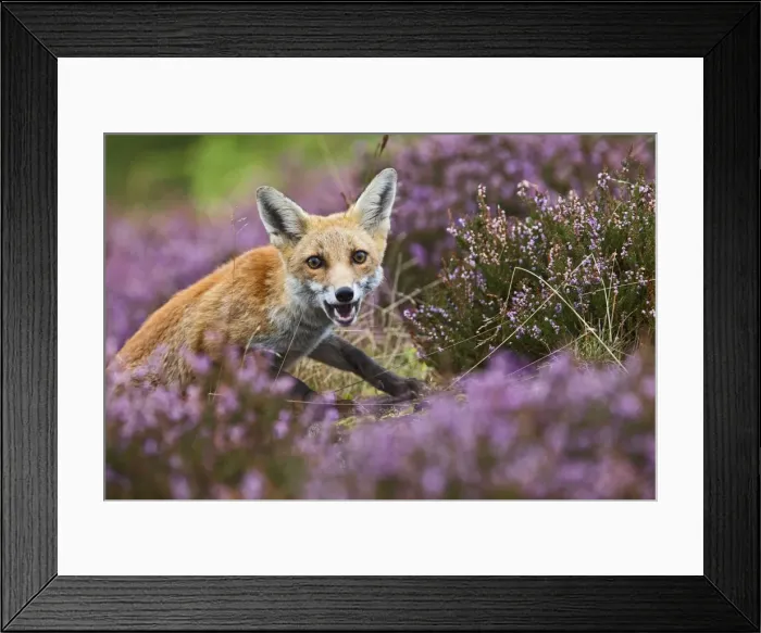 Framed Print : Red Fox - in heather - controlled conditions 14690 Framed Print : Red Fox - in heather - controlled conditions 14690