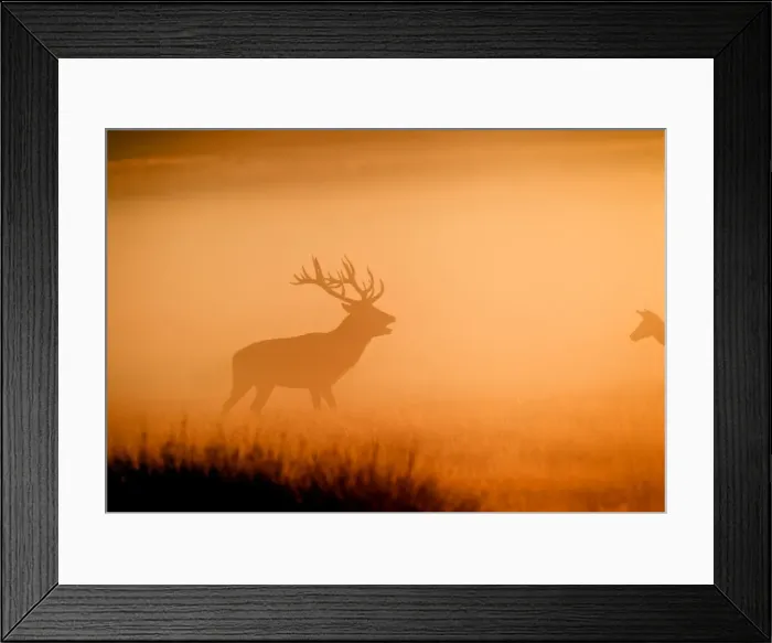 Framed Print : Red Deer - in mist at sunrise - Richmond Park UK 15027 Framed Print : Red Deer - in mist at sunrise - Richmond Park UK 15027