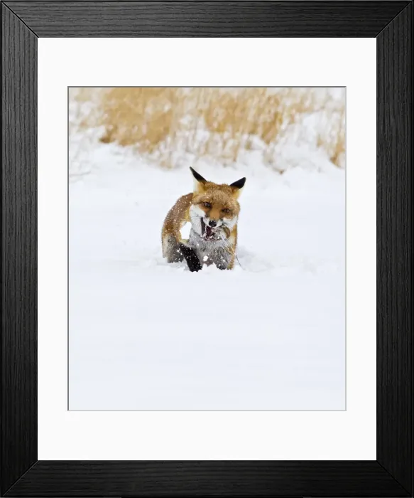 Framed Print : Red Fox - in snow with mouse - controlled conditions 15482 Framed Print : Red Fox - in snow with mouse - controlled conditions 15482