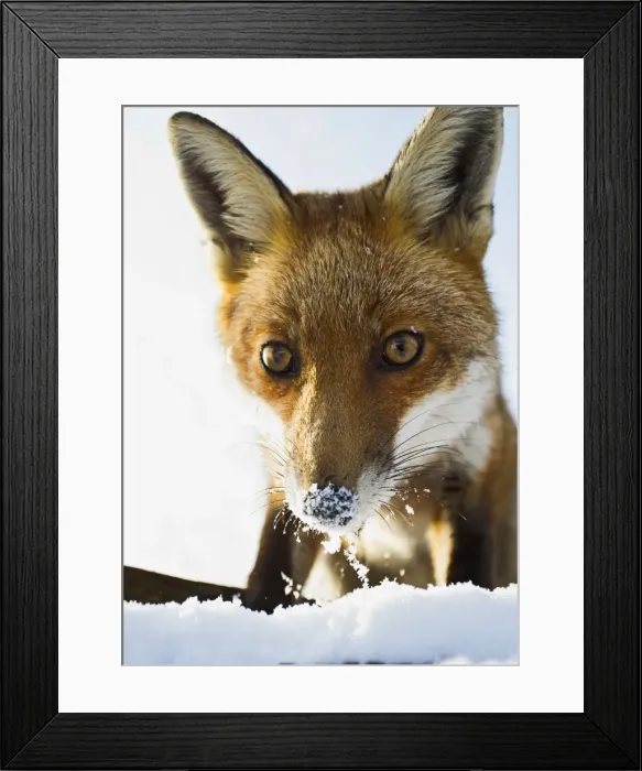 Framed Print : Red Fox - in snow close up - controlled conditions 15805 Framed Print : Red Fox - in snow close up - controlled conditions 15805