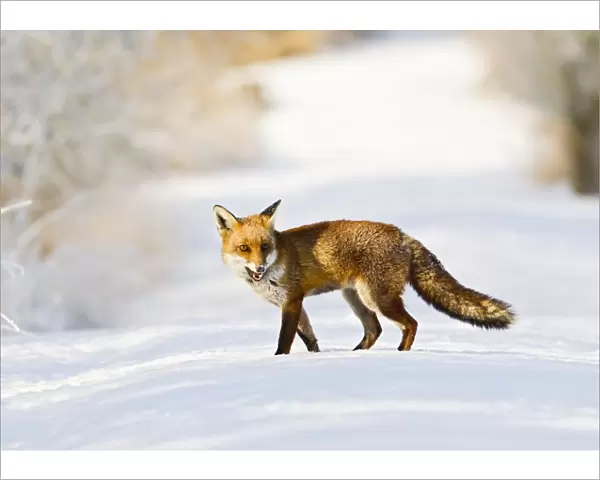 Red Fox - on snow covered woodland path - controlled conditions 15810