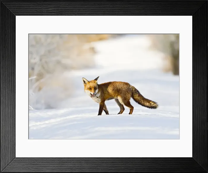 Framed Print : Red Fox - on snow covered woodland path - controlled conditions 15810 Framed Print : Red Fox - on snow covered woodland path - controlled conditions 15810