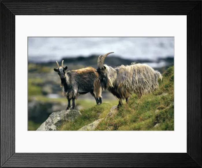 Framed Print : Feral Goats - Scotland UK Framed Print : Feral Goats - Scotland UK