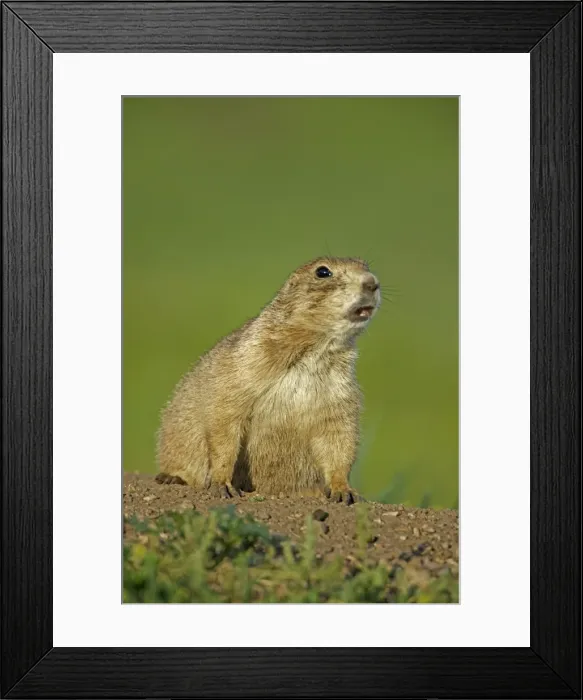 Framed Print : Blacktail Prairie Dog - Wyoming - USA Framed Print : Blacktail Prairie Dog - Wyoming - USA
