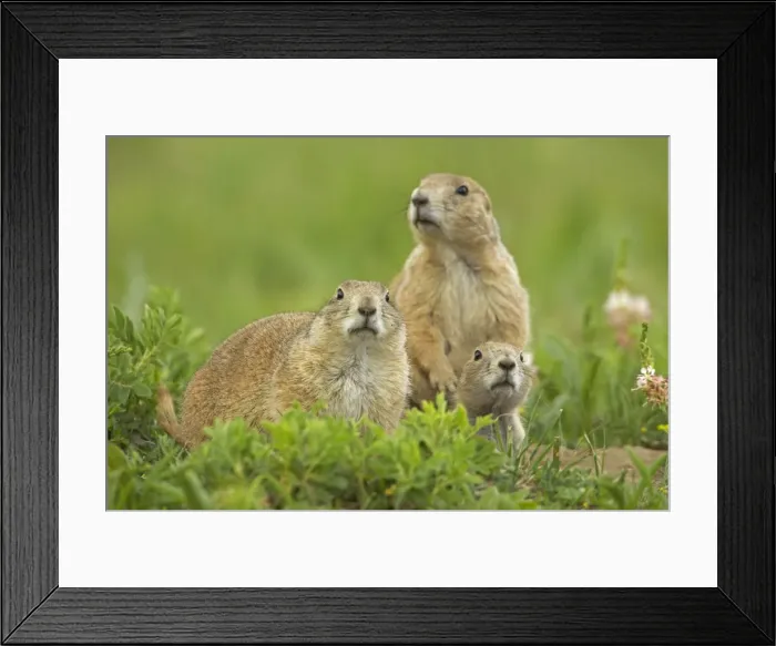 Framed Print : Blacktail Prairie Dog - Wyoming - USA Framed Print : Blacktail Prairie Dog - Wyoming - USA