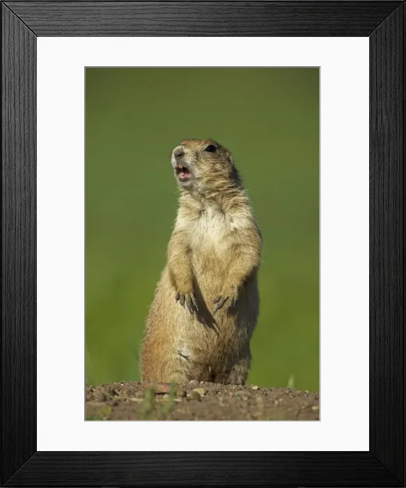 Framed Print : Blacktail Prairie Dog - standing on hind legs with mouth open - Wyoming - USA Framed Print : Blacktail Prairie Dog - standing on hind legs with mouth open - Wyoming - USA